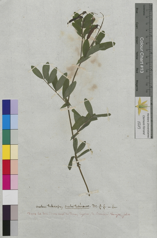 Orobus tuberosus (Fabaceae)