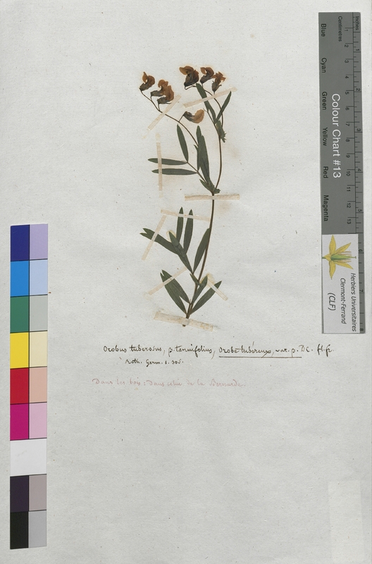 Orobus tuberosus (Fabaceae)
