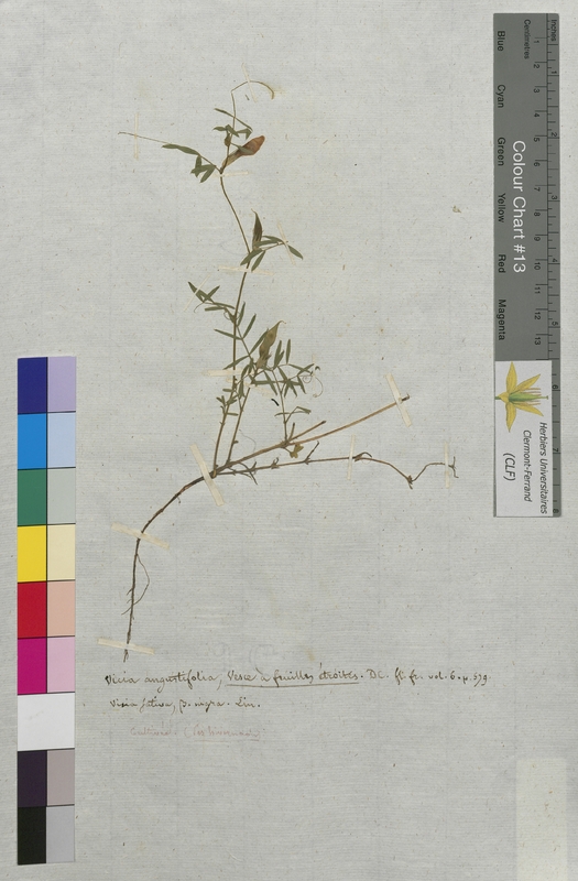 Vicia angustifolia (Fabaceae)