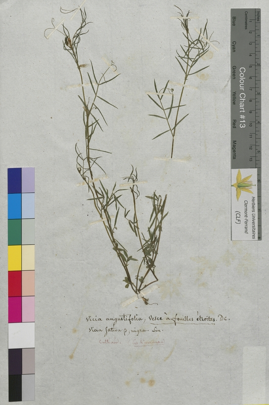 Vicia angustifolia (Fabaceae)
