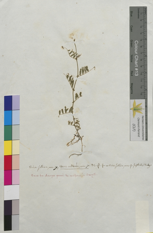 Vicia sativa (Fabaceae)