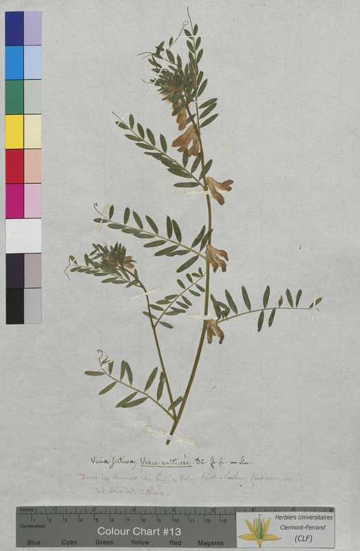 Vicia sativa (Fabaceae)