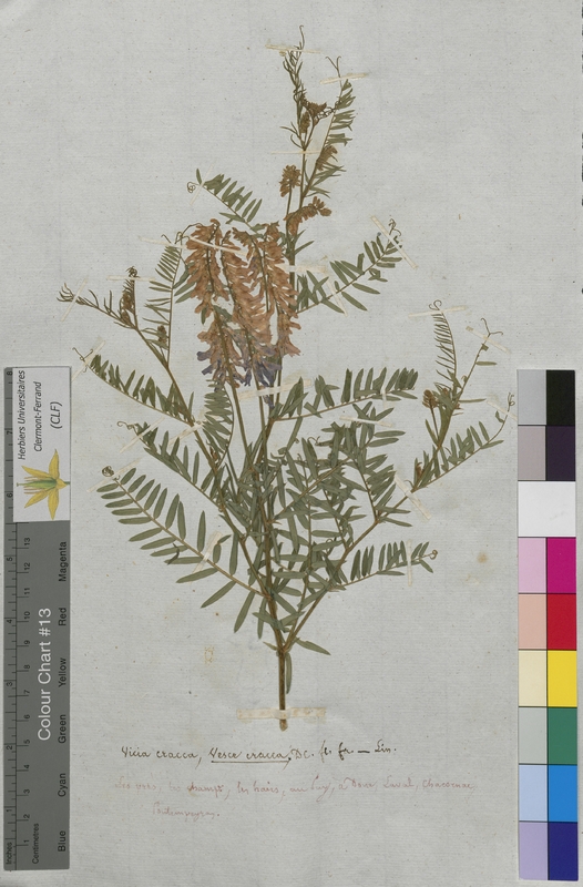 Vicia cracca (Fabaceae)