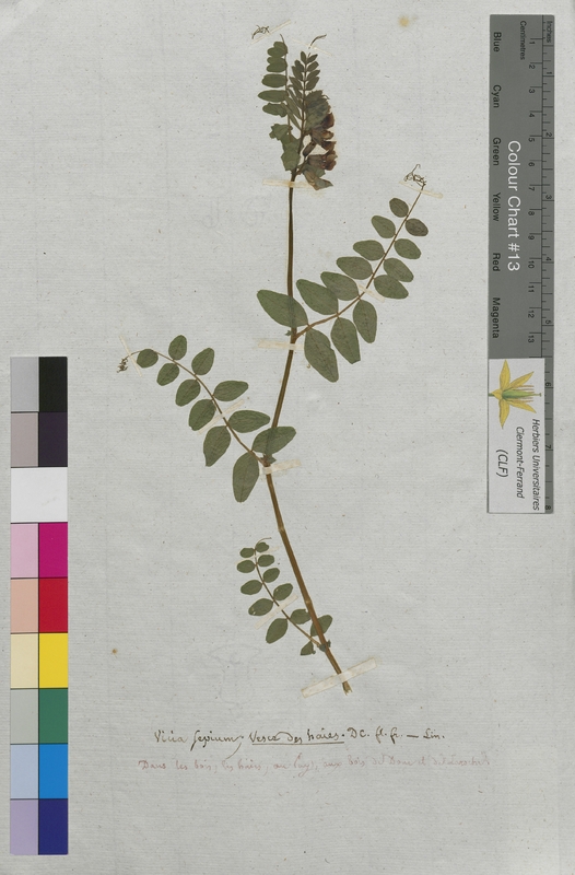 Vicia sepium (Fabaceae)