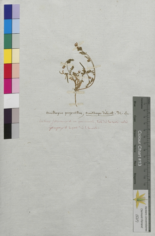 Ornithopus perpusillus (Fabaceae)