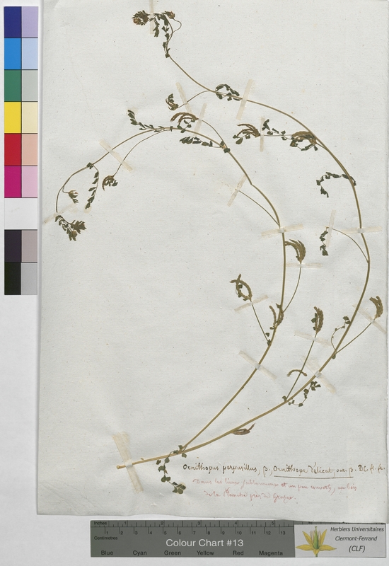 Ornithopus perpusillus (Fabaceae)