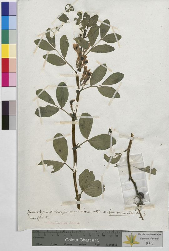 Faba vulgaris (Fabaceae)