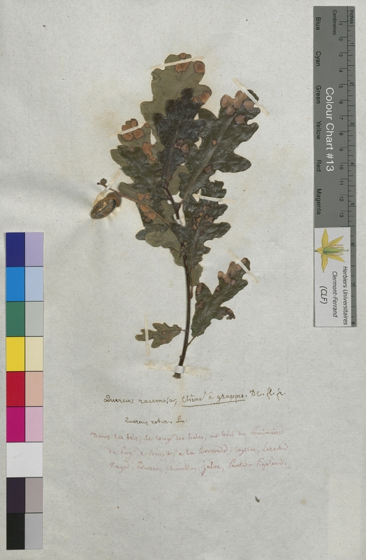 Quercus racemosa (Fagaceae)