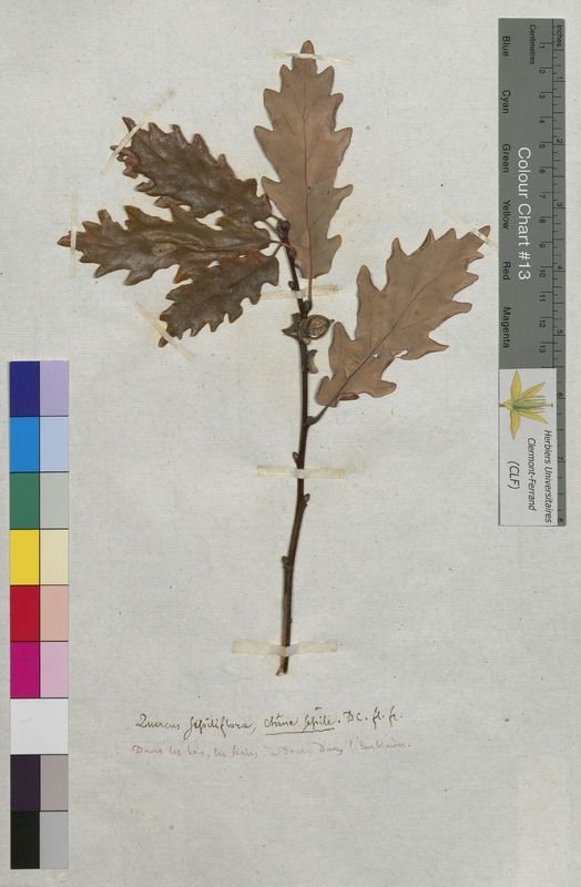 Quercus sessiliflora (Fagaceae)