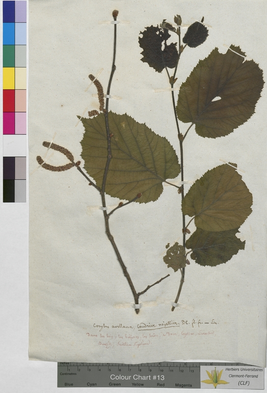 Coryllus avellana (Corylaceae)