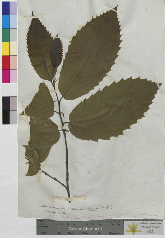 Castanea vulgaris (Fagaceae)