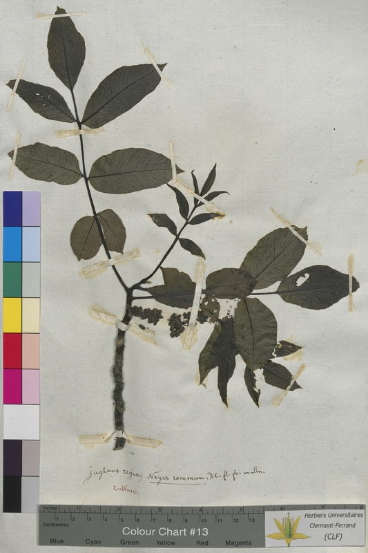 Juglans regia (Juglandaceae)