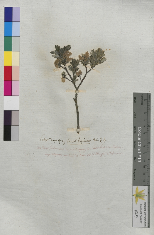 Salix depressa (Salicaceae)