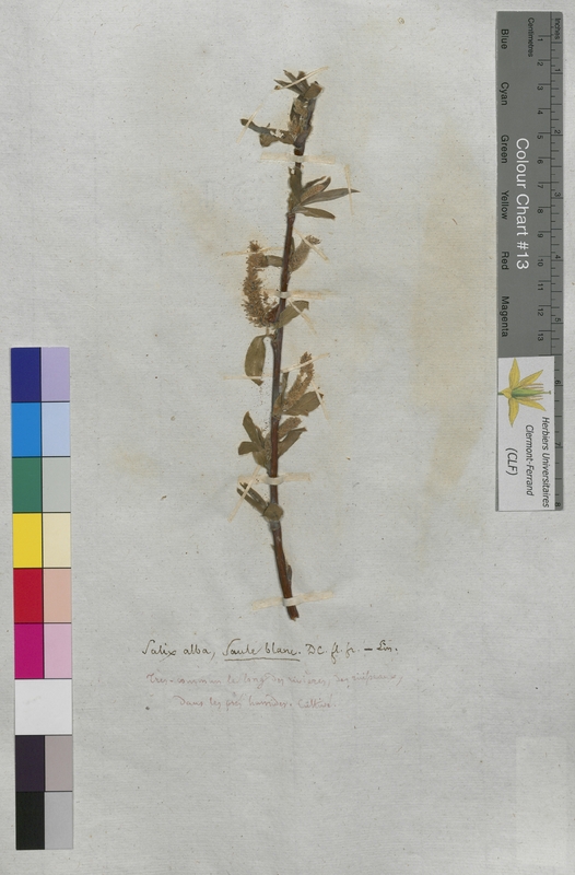 Salix alba (Salicaceae)