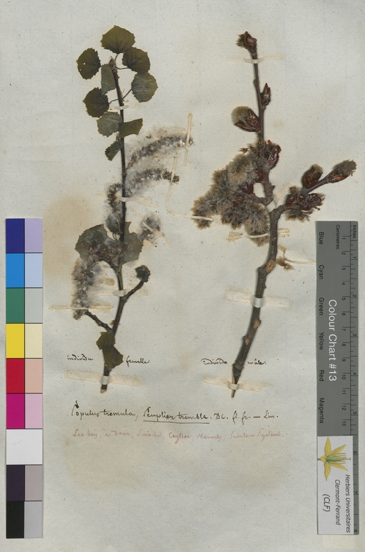 Populus tremula (Salicaceae)