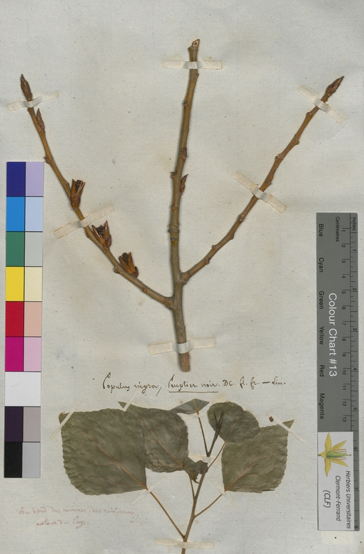 Populus nigra (Salicaceae)