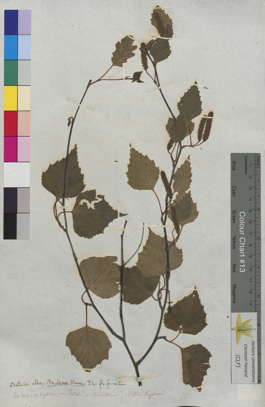 Betula alba (Betulaceae)