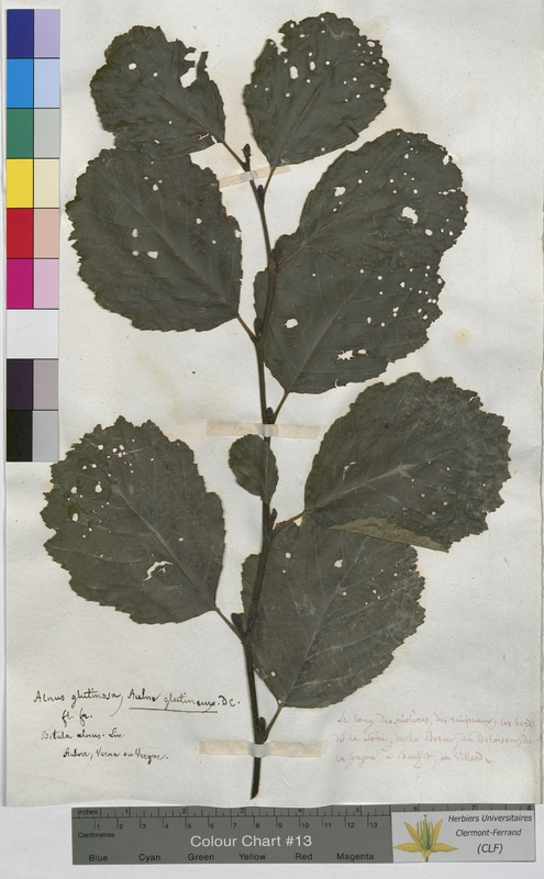 Alnus glutinosa (Betulaceae)