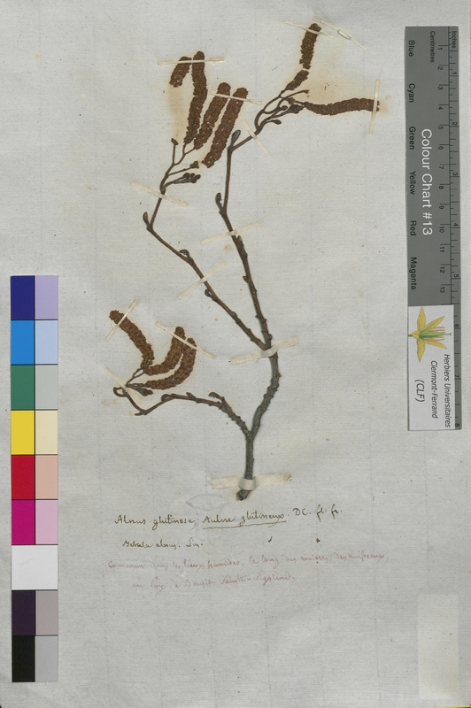 Alnus glutinosa (Betulaceae)