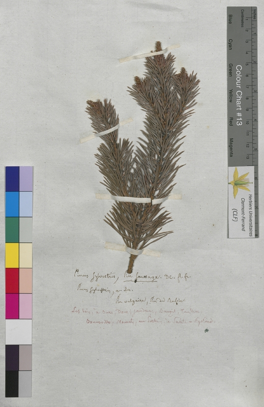 Pinus sylvestris (Abietaceae)