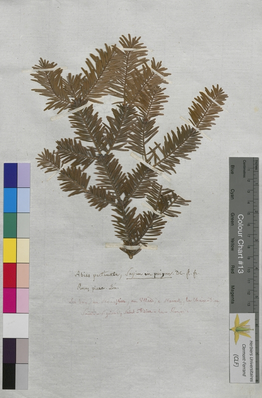 Abies pectinata (Abietaceae)