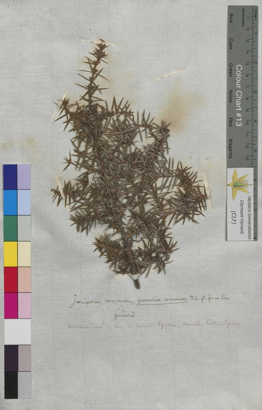 Juniperus communis (Cupressaceae)