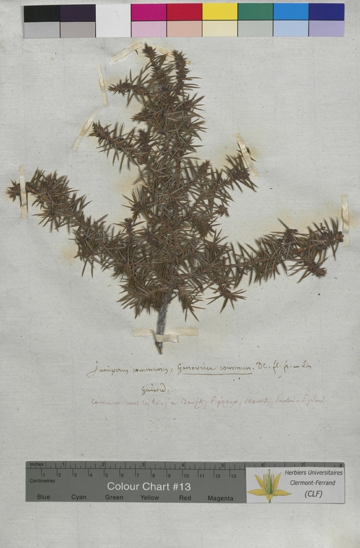Juniperus communis (Cupressaceae)