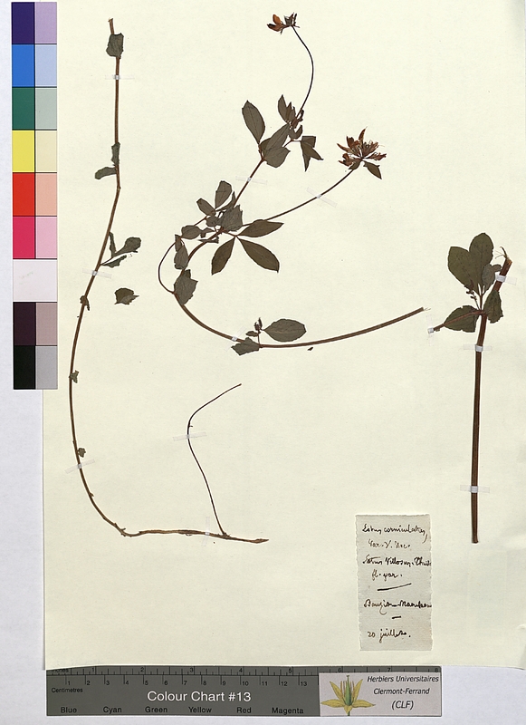 Lotus corniculatus (Fabaceae)