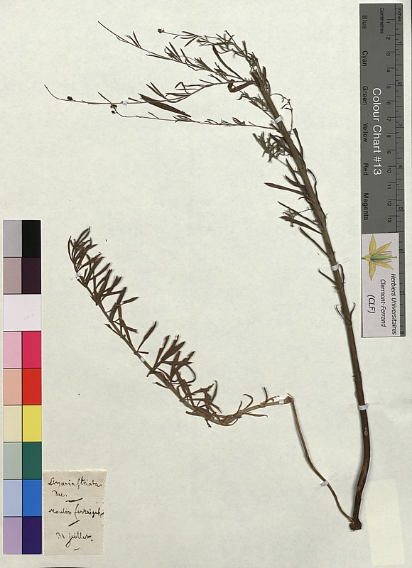 Linaria striata (Scrophulariaceae)