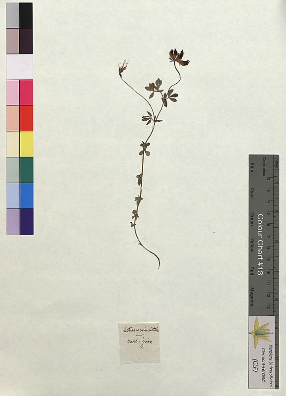 Lotus corniculatus (Fabaceae)