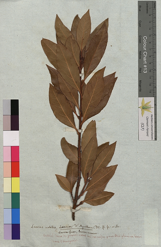 Laurus nobilis (Lauraceae)