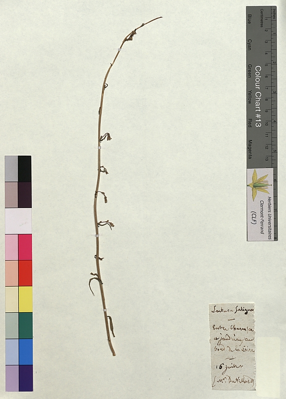 Lactuca saligna (Asteraceae)