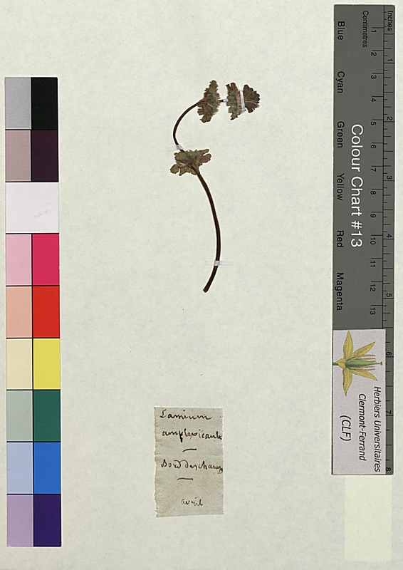 Lamium amplexicaule (Lamiaceae)