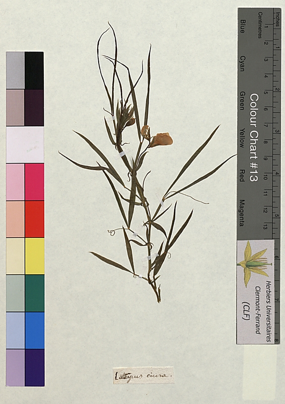 Lathyrus cicera (Fabaceae)