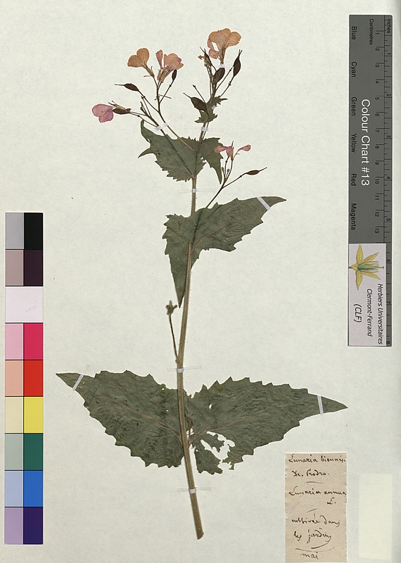 Lunaria biennis (Brassicaceae)