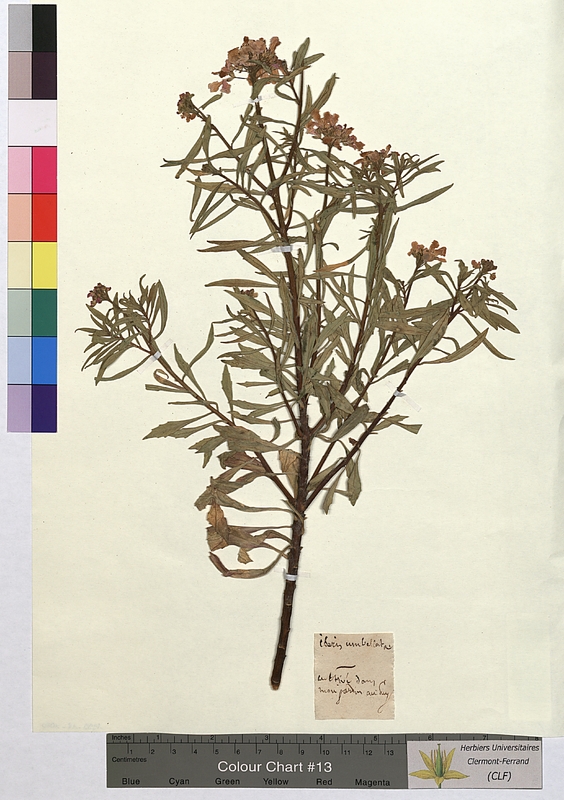 Iberis umbellata (Brassicaceae)