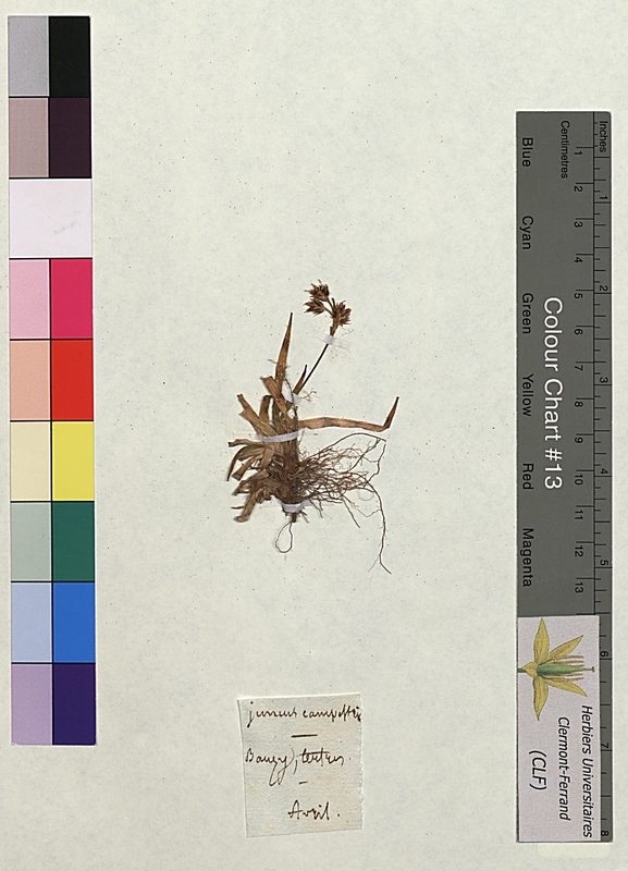 Juncus campestris (Juncaceae)