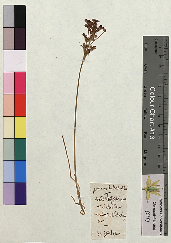 Juncus bulbosus (Juncaceae)