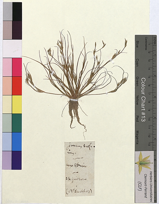 Juncus bufonius (Juncaceae)