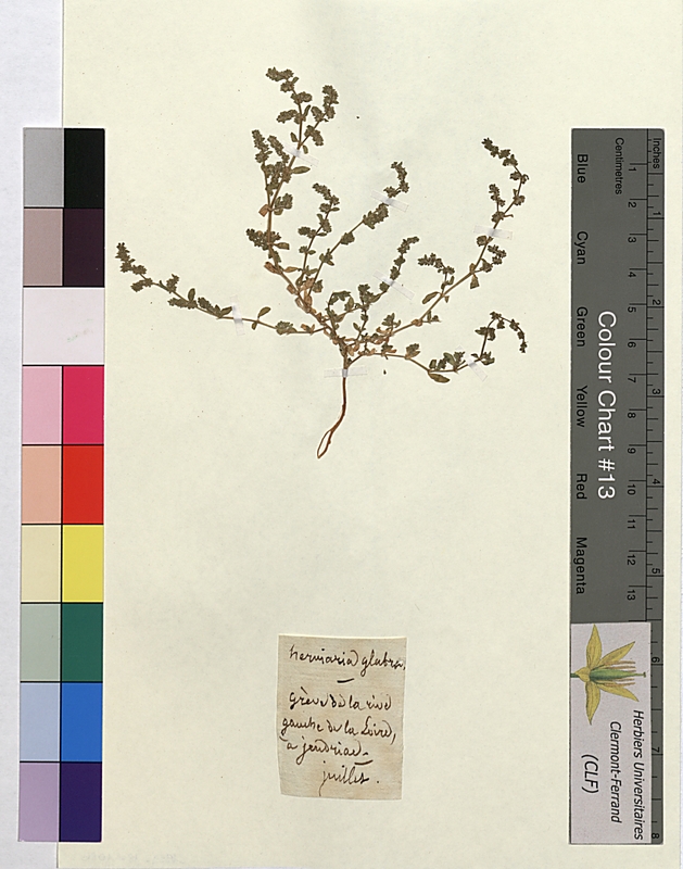 Herniaria glabra (Illecebraceae)