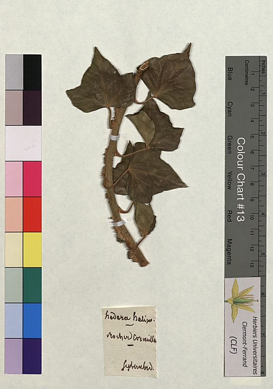 Hedera helix (Araliaceae)