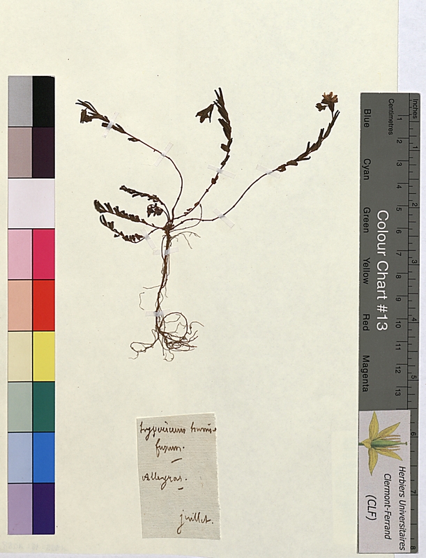 Hypericum humifusum (Hypericaceae)