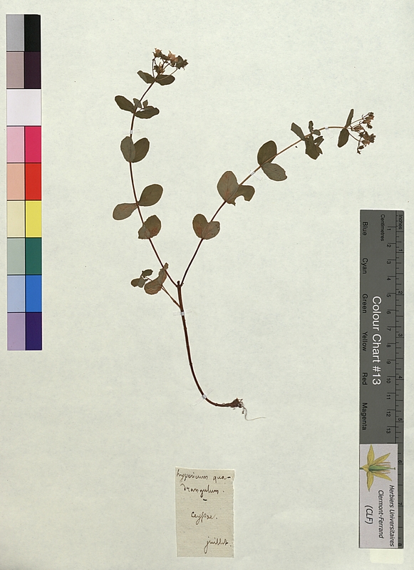 Hypericum quadrangulum (Hypericaceae)