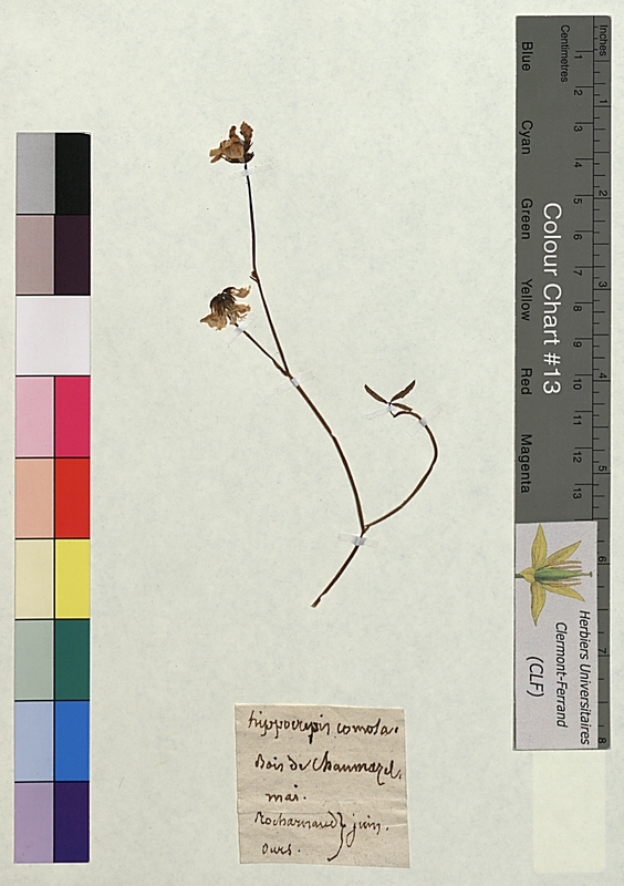 Hippocrepis comosa (Fabaceae)