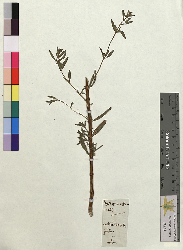 Hyssopus officinalis (Lamiaceae)