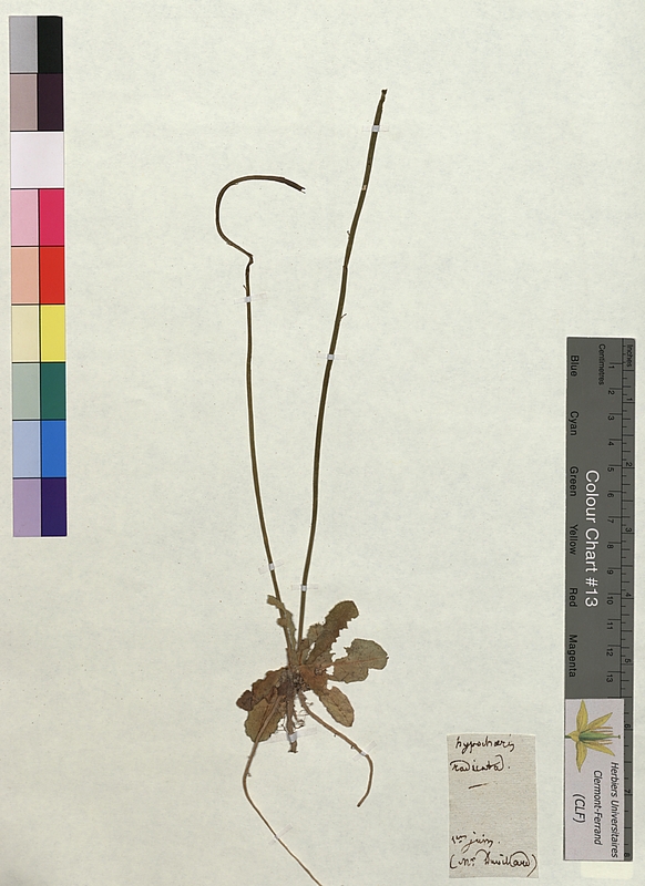 Hypochaeris radicata (Asteraceae)