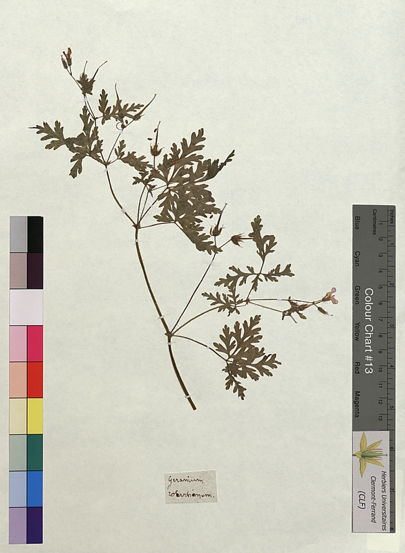 Geranium robertianum (Geraniaceae)