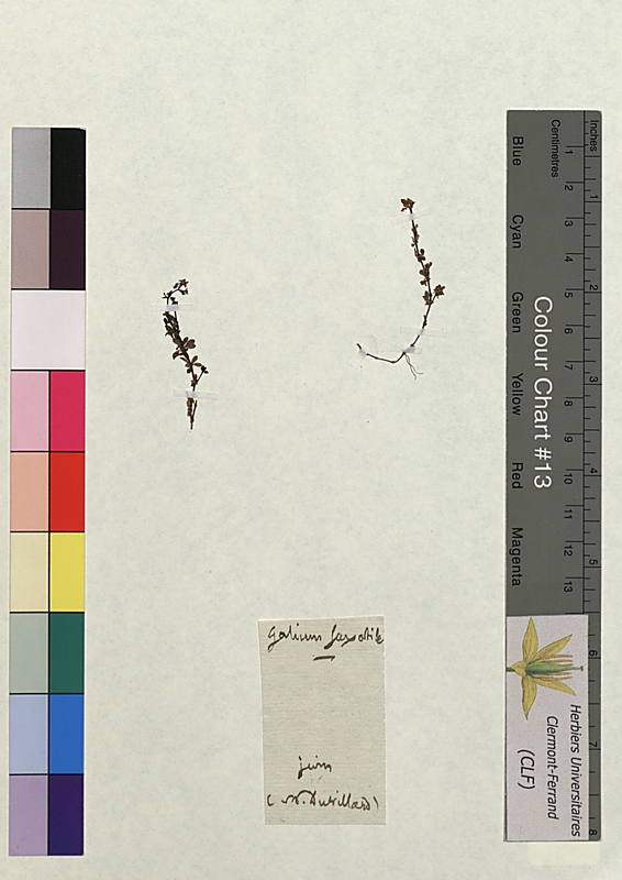 Galium saxatile (Rubiaceae)