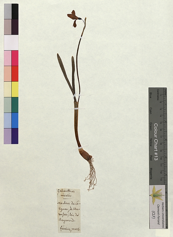 Galanthus nivalis (Amaryllidaceae)