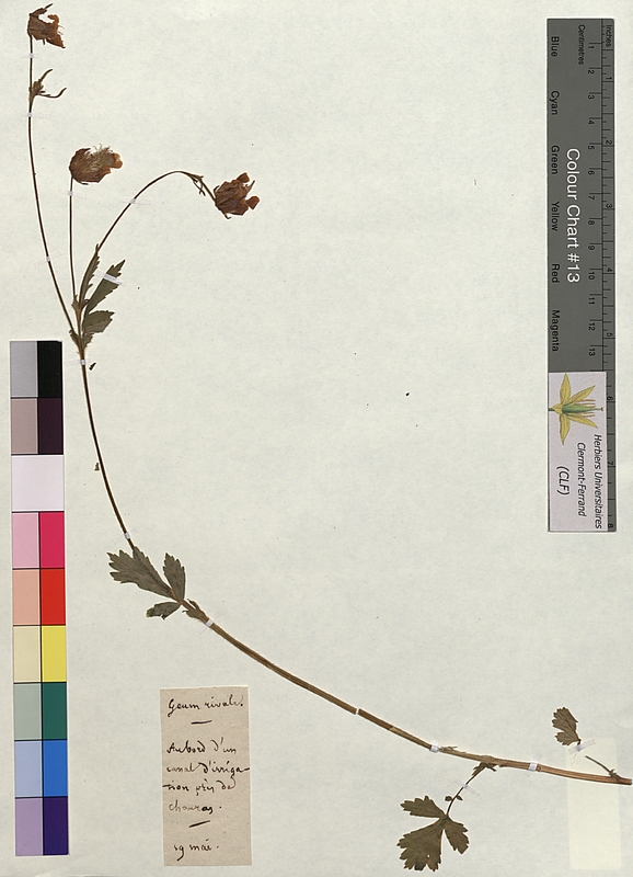 Geum rivale (Rosaceae)